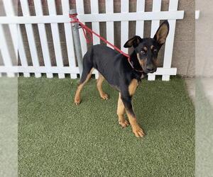 Doberman Pinscher Dogs for adoption in Modesto, CA, USA