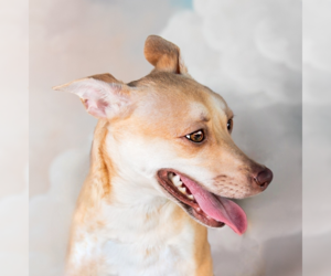 Mutt Dogs for adoption in Pasadena, CA, USA