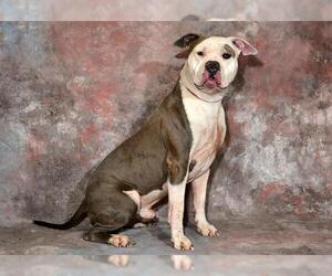 Mutt Dogs for adoption in West Valley, UT, USA