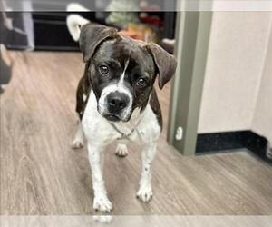 Mutt Dogs for adoption in Martinez, CA, USA