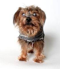 Mutt Dogs for adoption in West Hollywood, CA, USA