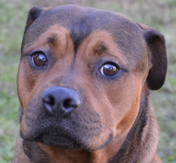 Rottweiler Dogs for adoption in Englewood, FL, USA