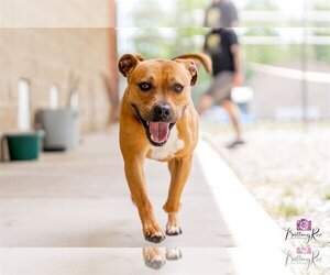 Bullboxer Pit Dogs for adoption in Powhatan, VA, USA