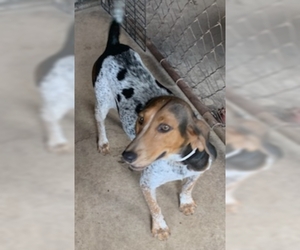 Bluetick Coonhound Dogs for adoption in Melrose, FL, USA