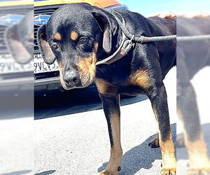 Rottweiler Dogs for adoption in Downey, CA, USA