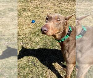Doberman Pinscher Dogs for adoption in Gilberts, IL, USA