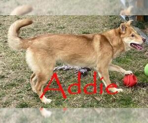 Shiba Inu-Siberian Husky Mix Dogs for adoption in Augusta, GA, USA