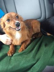 Dachshund Dogs for adoption in Napa, CA, USA