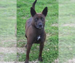 Dutch Shepherd -Unknown Mix Dogs for adoption in Natchitoches, LA, USA