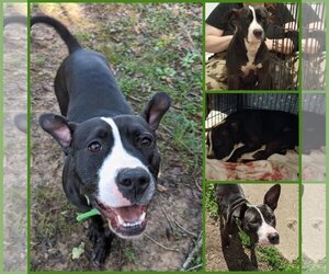 American Pit Bull Terrier-Border Collie Mix Dogs for adoption in White Bluff, TN, USA