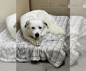 Bearded Collie-Unknown Mix Dogs for adoption in Waco, TX, USA