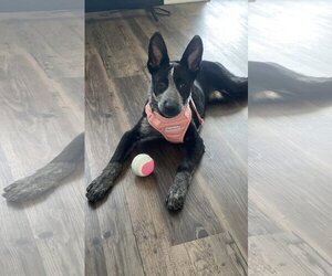 Mutt Dogs for adoption in Euless, TX, USA