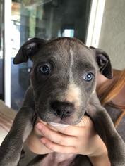Small American Staffordshire Terrier-Staffordshire Bull Terrier Mix