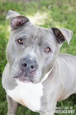 American Pit Bull Terrier Dogs for adoption in Lockport, NY, USA
