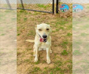 Carolina Dog-Unknown Mix Dogs for adoption in Mobile, AL, USA