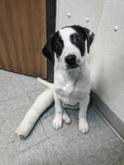 Lab-Pointer Dogs for adoption in Boonville, MO, USA