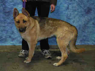 Medium Photo #1 German Shepherd Dog Puppy For Sale in Louisville, KY, USA