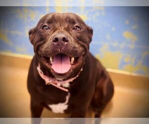 American Pit Bull Terrier Dogs for adoption in Orlando, FL, USA
