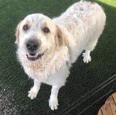 Great Pyrenees Dogs for adoption in Phoenix , AZ, USA
