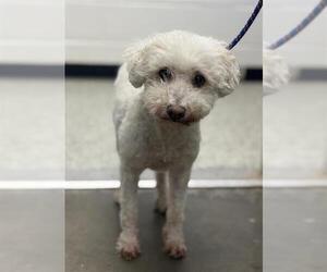 Poodle (Standard) Dogs for adoption in Rosenberg, TX, USA
