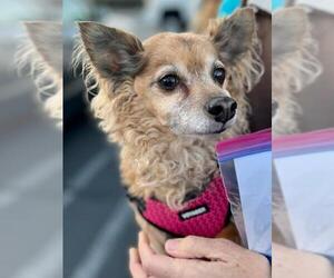 Papi-Poo Dogs for adoption in Arlington, WA, USA