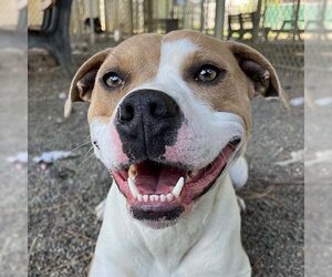 American Pit Bull Terrier-American Staffordshire Terrier Mix Dogs for adoption in Woodland, CA, USA