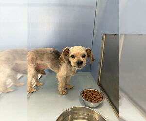 Mutt Dogs for adoption in San Bernardino, CA, USA