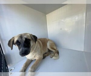 Mastador Dogs for adoption in Houston, TX, USA
