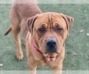 English Mastweiler Dogs for adoption in Martinez, CA, USA