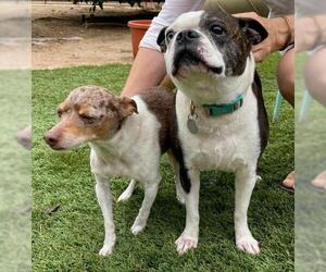 Boston Terrier Dogs for adoption in San Luis Rey, CA, USA