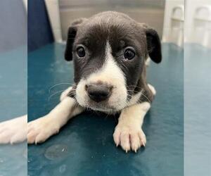 Catahoula Leopard Dog-Labrador Retriever Mix Dogs for adoption in Mobile, AL, USA