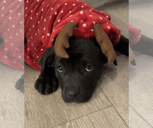 Irish Wolfhound-Labrador Retriever Mix Dogs for adoption in Princeton, MN, USA