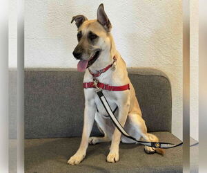 German Shepherd Dog-Unknown Mix Dogs for adoption in San Jose, CA, USA