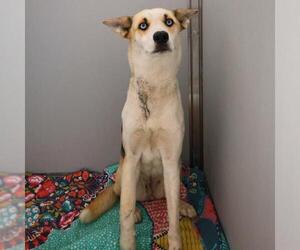 Huskies -Unknown Mix Dogs for adoption in San Antonio, TX, USA