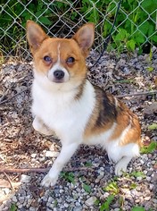 Chiranian Dogs for adoption in Lake City, MI, USA