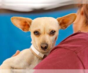 Chihuahua Dogs for adoption in Pasadena, CA, USA