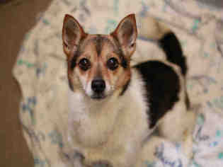 View Ad Chihuahua Shiba Inu Mix Dog For Adoption Colorado