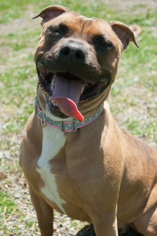 American Staffordshire Terrier-Unknown Mix Dogs for adoption in Potsdam, NY, USA