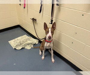 American Pit Bull Terrier Dogs for adoption in Denver, CO, USA