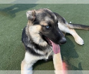 German Shepherd Dog Dogs for adoption in Martinez, CA, USA