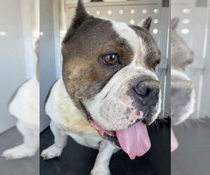 Bulldog Dogs for adoption in Riverside, CA, USA
