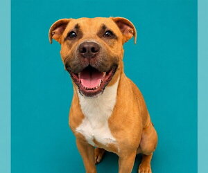 Mutt Dogs for adoption in Pearland, TX, USA