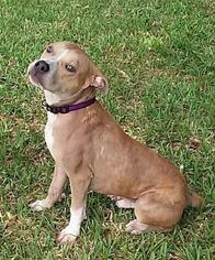 Mountain Cur-Unknown Mix Dogs for adoption in Land O Lakes, FL, USA