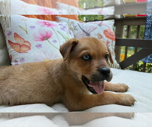Boxer-Siberian Husky Mix Dogs for adoption in Chester, VA, USA