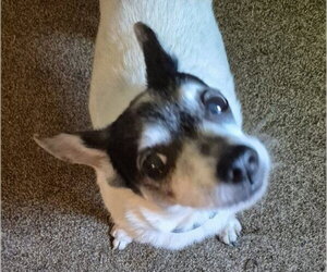 Jack Chi Dogs for adoption in Cookeville, TN, USA