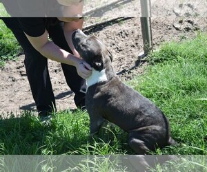 American Pit Bull Terrier-Unknown Mix Dogs for adoption in Ponca City, OK, USA
