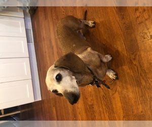 Dachshund Dogs for adoption in Chambersburg, PA, USA