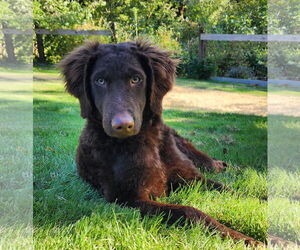 Labradoodle Dogs for adoption in Bellevue, WA, USA