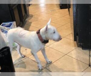 Bull Terrier Dogs for adoption in The Woodlands, TX, USA
