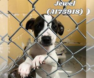 American Pit Bull Terrier-Unknown Mix Dogs for adoption in Tulsa, OK, USA